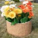 Цветник КАНЬОН купить в Хабаровске